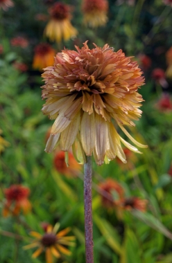 Jeżówka purpurowa (Echinacea purpurea) 